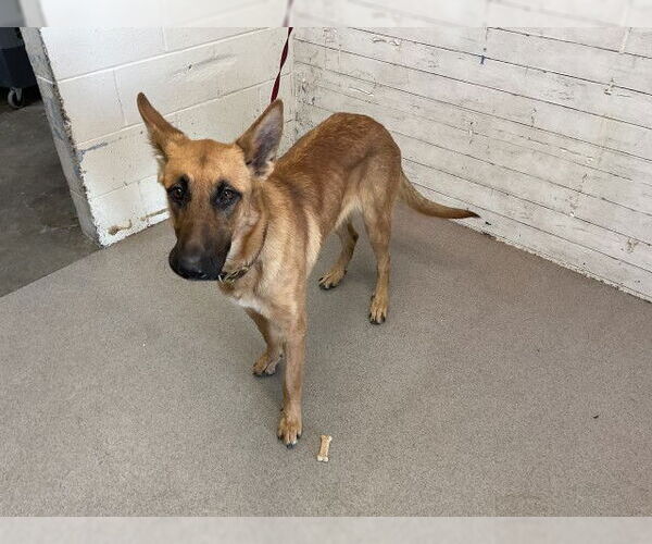 Medium Photo #1 German Shepherd Dog Puppy For Sale in San Bernardino, CA, USA