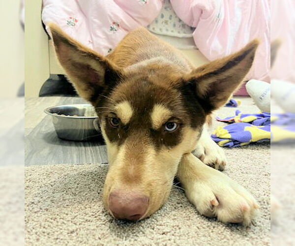 Medium Photo #1 Siberian Husky-Unknown Mix Puppy For Sale in Omaha, NE, USA