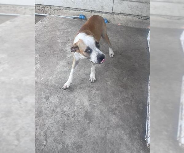 Medium Photo #1 American Staffordshire Terrier-Unknown Mix Puppy For Sale in San Antonio, TX, USA