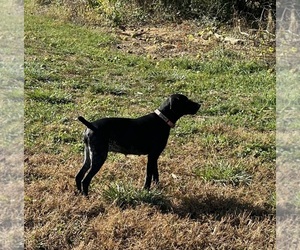 Mother of the German Shorthaired Pointer puppies born on 08/09/2026