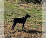 Small Photo #1 German Shorthaired Pointer Puppy For Sale in XENIA, OH, USA