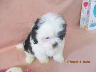 Shih Tzu Puppy for sale in ASHEVILLE, NC, USA
