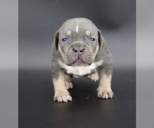 American Bully Puppy for sale in CHAMPAIGN, IL, USA