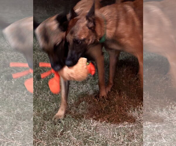 Medium Photo #8 Mutt Puppy For Sale in Stevens Point, WI, USA