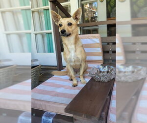 Chihuahua-Unknown Mix Dogs for adoption in San Diego, CA, USA