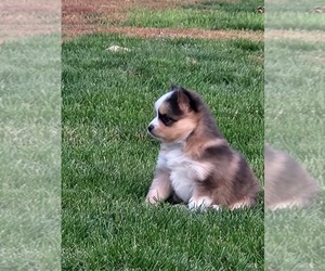 Pomsky Puppy for sale in PLAINFIELD, IA, USA