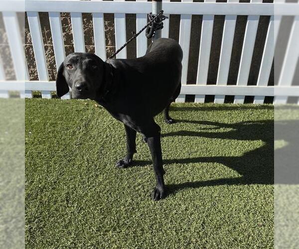 Medium Photo #1 Labrador Retriever Puppy For Sale in Modesto, CA, USA