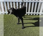 Small Labrador Retriever