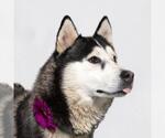 Small #2 Siberian Husky