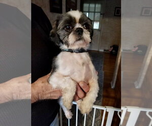 Bluey - Male Shih Tzu Dog for Adoption - Photo #4