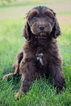 Small Photo #1 Labradoodle Puppy For Sale in NEW RICHMOND, WI, USA
