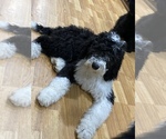Small Photo #1 Sheepadoodle Puppy For Sale in WA KEENEY, KS, USA