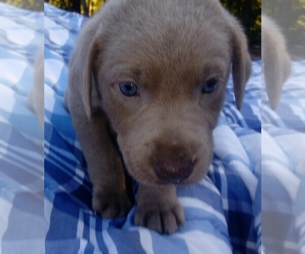 Medium Photo #5 Labrador Retriever Puppy For Sale in ASHEBORO, NC, USA