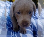 Small Photo #5 Labrador Retriever Puppy For Sale in ASHEBORO, NC, USA