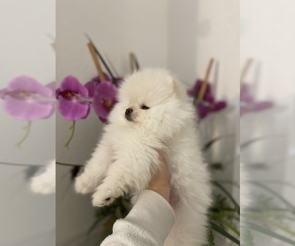 Medium Photo #4 Pomeranian Puppy For Sale in SACRAMENTO, CA, USA