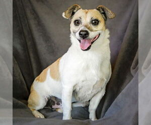 Rat Terrier-Unknown Mix Dogs for adoption in Albuquerque, NM, USA