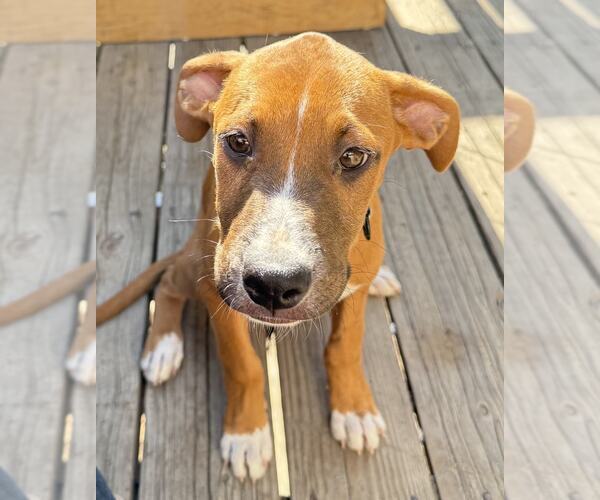 Medium Photo #3 Boxador Puppy For Sale in MIDWAY, UT, USA