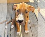 Small #2 Boxador