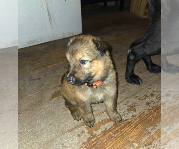 Medium Photo #2 Mutt Puppy For Sale in Imlay City, MI, USA