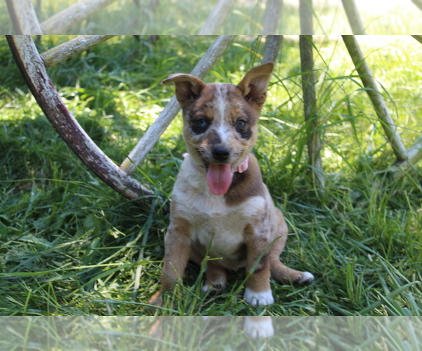 Medium Photo #1 Australian Cattle Dog Puppy For Sale in WILLAMINA, OR, USA