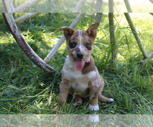 Australian Cattle Dog Puppy for sale in WILLAMINA, OR, USA