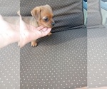 Small #13 Chorkie