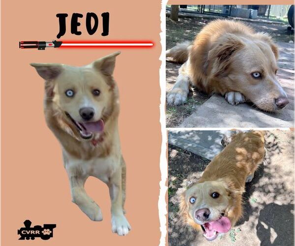 Medium Photo #1 Australian Shepherd-Unknown Mix Puppy For Sale in Lindsay, CA, USA