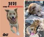 Small Australian Shepherd Mix