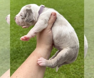 Medium Catahoula Leopard Dog