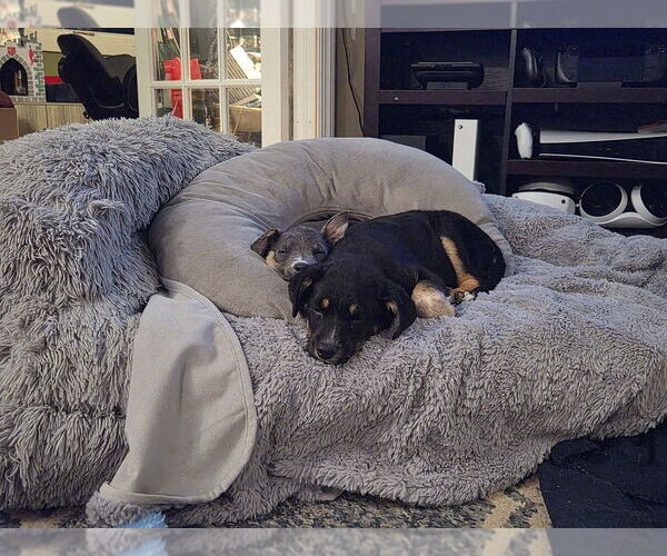 Medium Photo #4 Mutt Puppy For Sale in Springdale, PA, USA