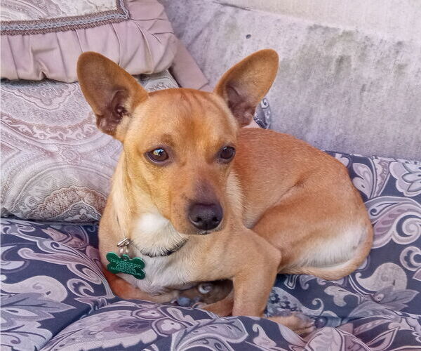 Medium Photo #1 Chihuahua-Unknown Mix Puppy For Sale in Bellevue, WA, USA