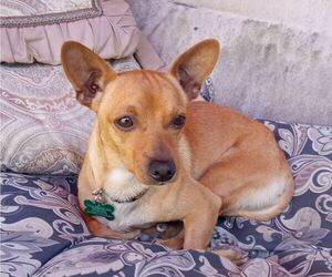 Chihuahua-Unknown Mix Dogs for adoption in Bellevue, WA, USA