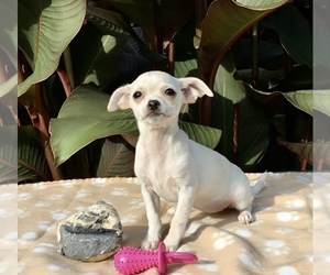 Chihuahua Puppy for sale in MANKATO, MN, USA