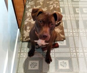 Cocoapup - Female American Pit Bull Terrier-Chocolate Labrador retriever Mix Dog for Adoption - Photo #14