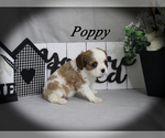 Small #9 Cavalier King Charles Spaniel