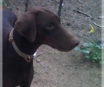 Small Photo #25 Doberman Pinscher Puppy For Sale in PORTLAND, OR, USA