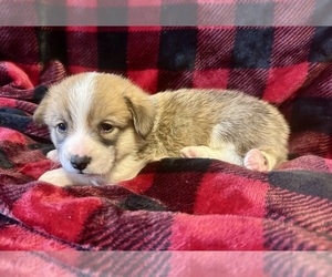 Pembroke Welsh Corgi Puppy for sale in CHATTANOOGA, TN, USA