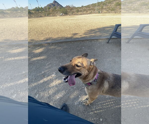 Medium Photo #4 Australian Kelpie-Carolina Dog Mix Puppy For Sale in Chandler, AZ, USA