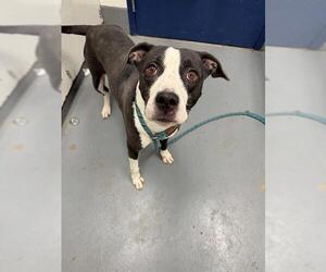 Mutt Dogs for adoption in Peoria, IL, USA