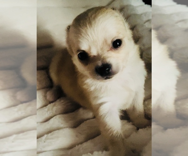 Medium Photo #15 Chihuahua Puppy For Sale in ADAMSVILLE, TN, USA