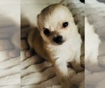 Small #14 Chihuahua