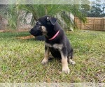 Puppy 4 German Shepherd Dog-Siberian Husky Mix