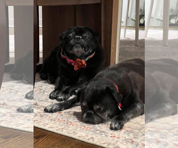 Medium Photo #5 Pug Puppy For Sale in Tenafly, NJ, USA