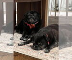 Small #4 Pug