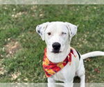 Small Labrador Retriever Mix