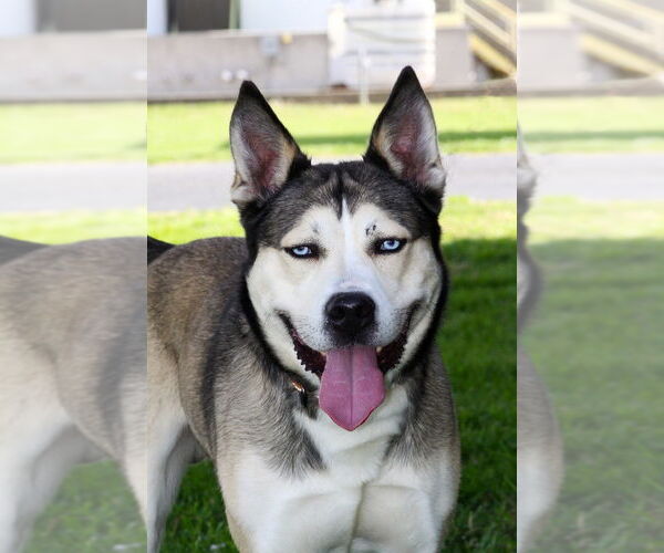 Medium Photo #8 - Mix Puppy For Sale in Evansville, IN, USA