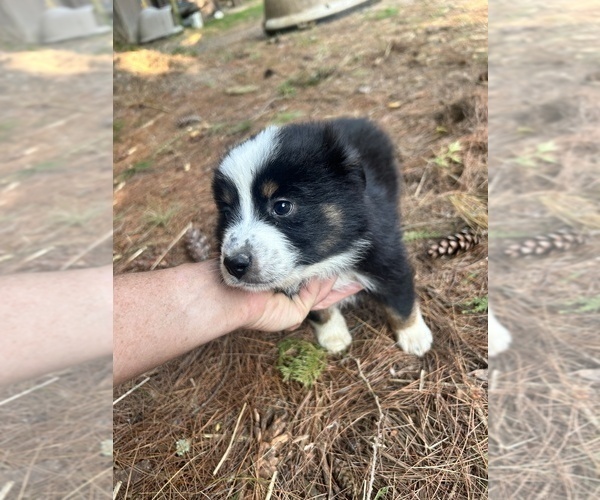 Medium Photo #3 Miniature Australian Shepherd Puppy For Sale in BELLVILLE, OH, USA