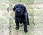 Small Photo #20 Labrador Retriever Puppy For Sale in FOUNTAIN, CO, USA