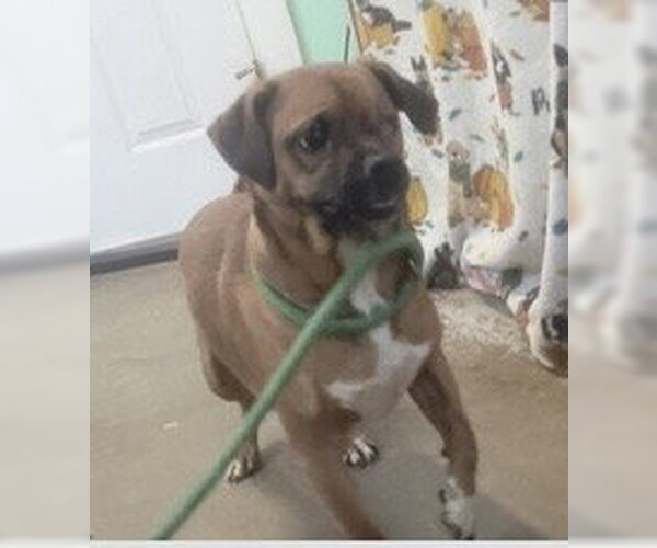 Medium Photo #2 Pug-Unknown Mix Puppy For Sale in Oakhurst, NJ, USA