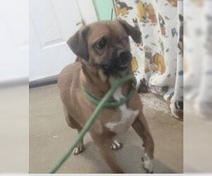 Bramble- our little one eyed hero - Male Pug-Unknown Mix Dog for Adoption - Photo #2
